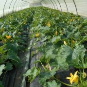 COURGETTES - SQUASH